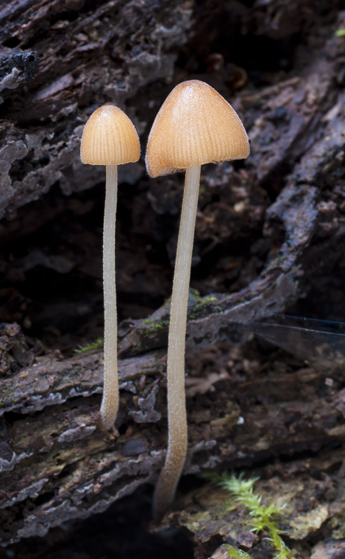 Conocybe subpubescens